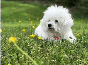 White dog sat in a field