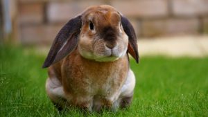 Flop eared Rabbit.