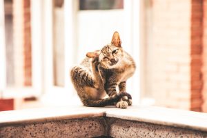Keep cats cool in summer