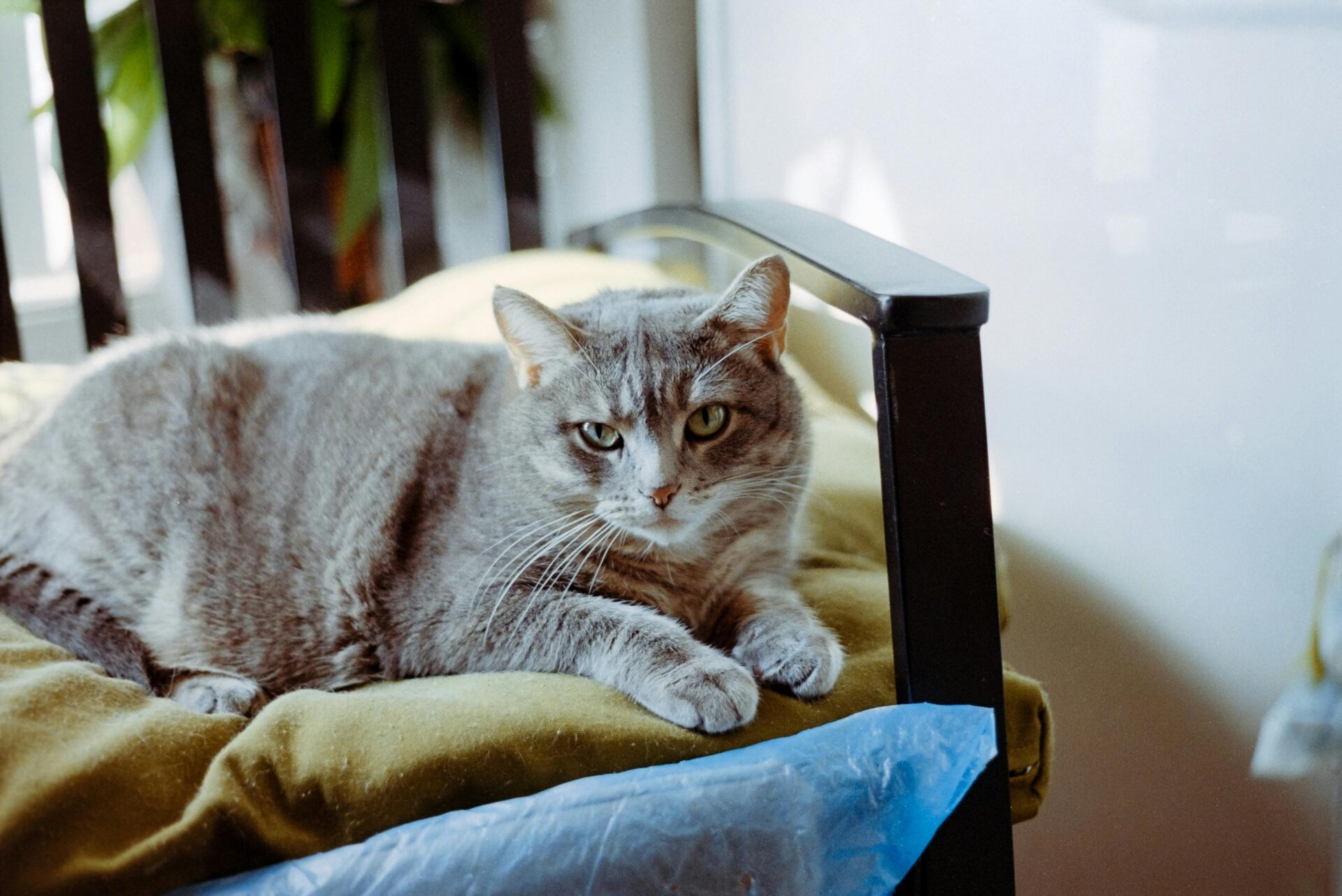 Indoor cats