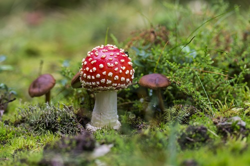 Featured image for “Autumn fruits poisoning in dogs”6292:full6292:full