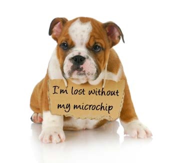 Featured image for “Microchip my pet”9304:full9304:full