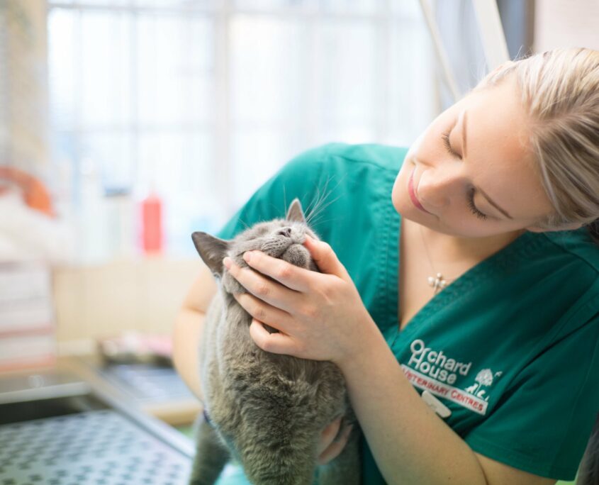 cat at vet