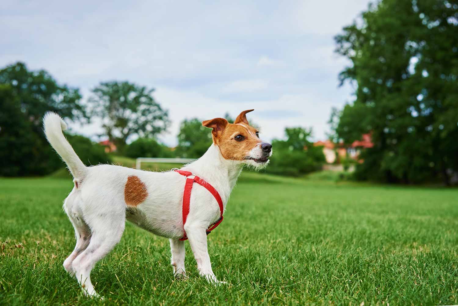 dog on a walk in a field