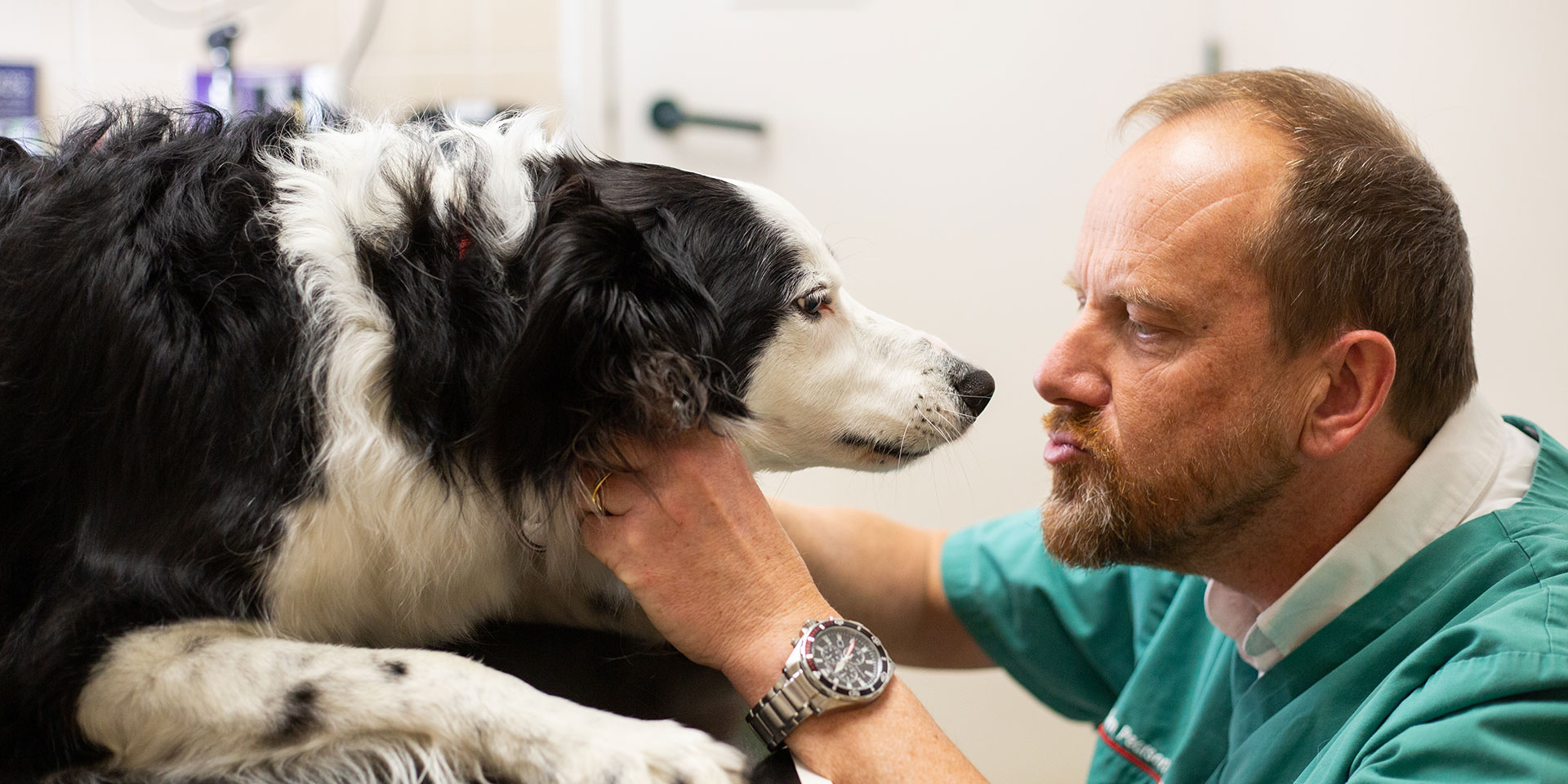 Trusted Award-Winning Vets in Northumberland - treating a red border collie