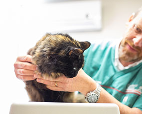 Pet Care at Orchard House Veterinary Centres