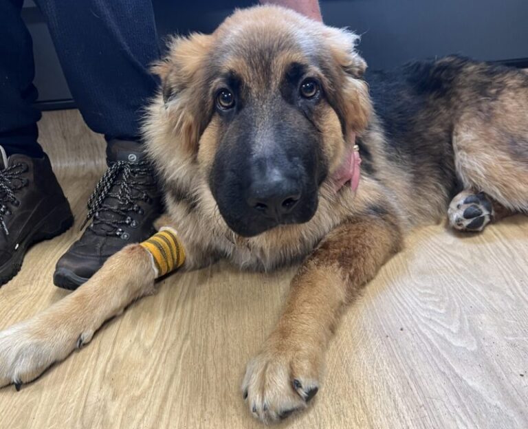 Adder bites in dogs Orchard House Vets