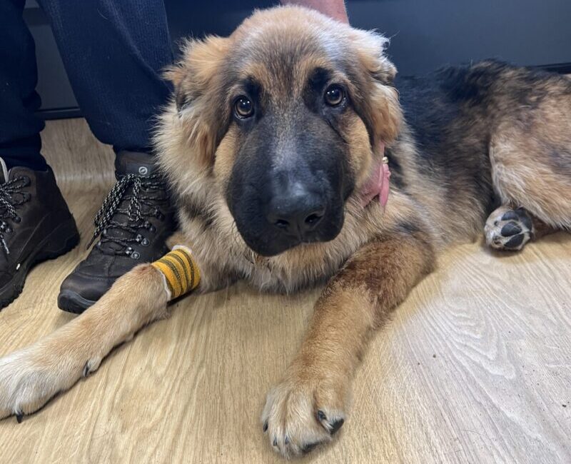 Adder bites in dogs