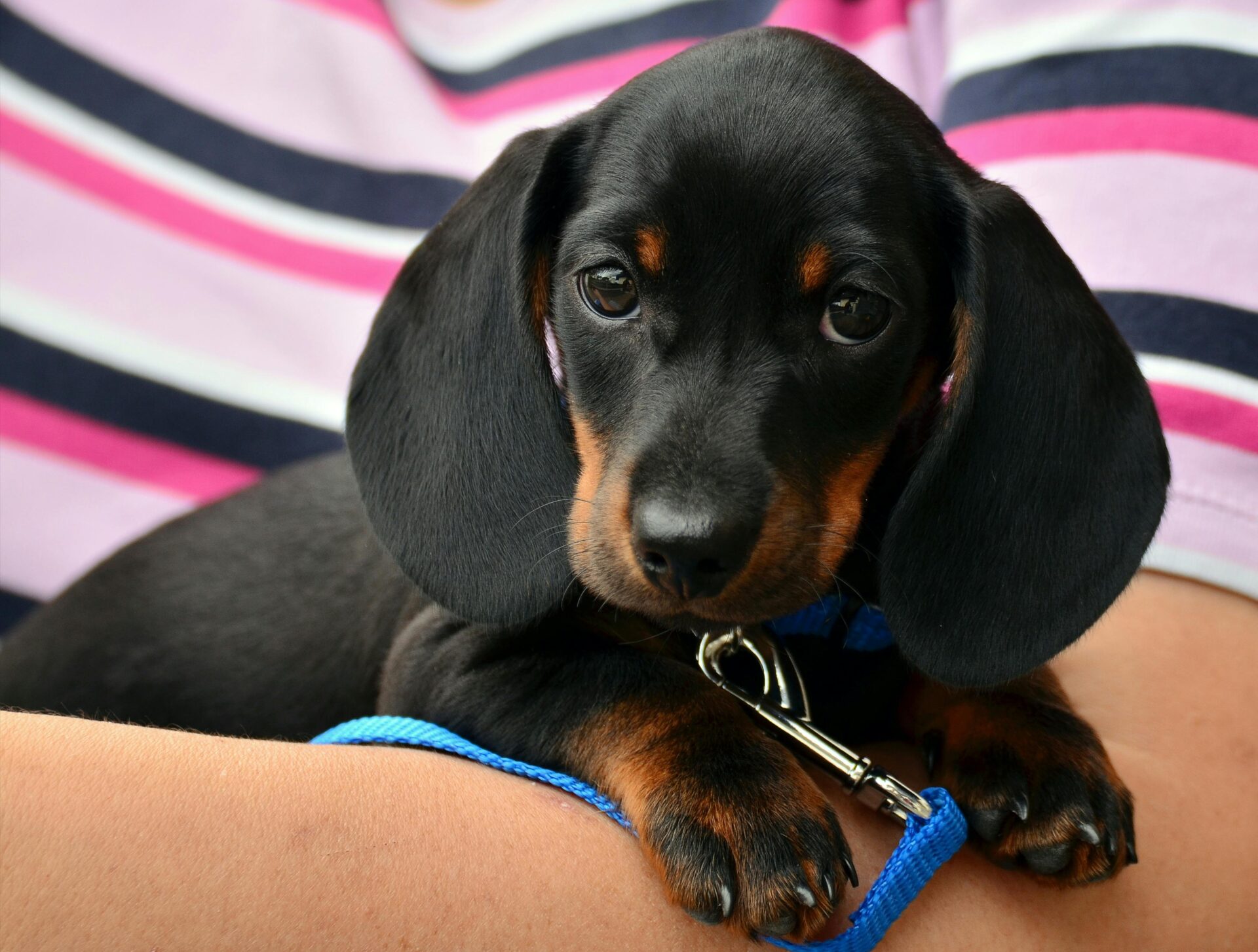 dachshund vet