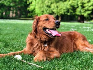 Keeping your pet cool
