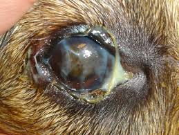 Brachycephalic Ocular Syndrome (BOS)