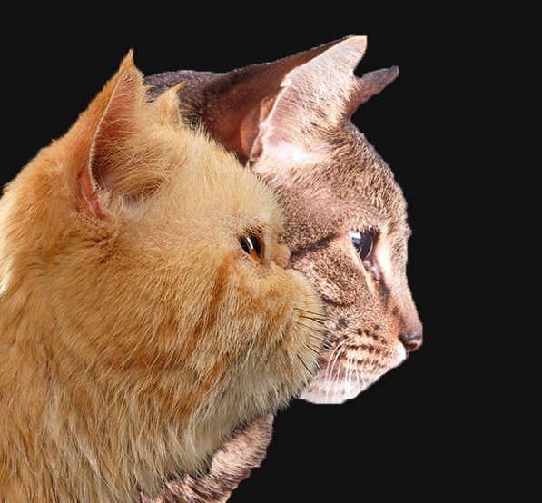 Featured image for “Brachycephalic cats”