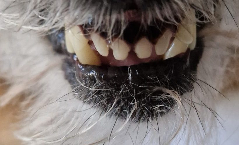 Featured image for “Dental care for pets”15151:full15151:full