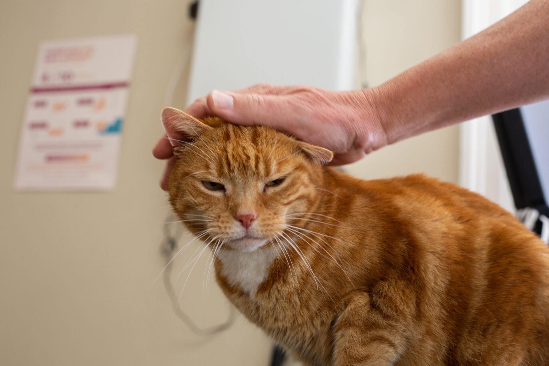 Featured image for “Cat friendly vets in Stocksfield”15244:full15244:full