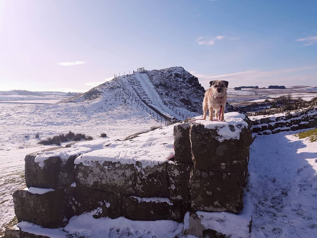 Featured image for “Dog walks in Northumberland. What is your favourite? Our bold top 5 ranked!”15254:full15254:full