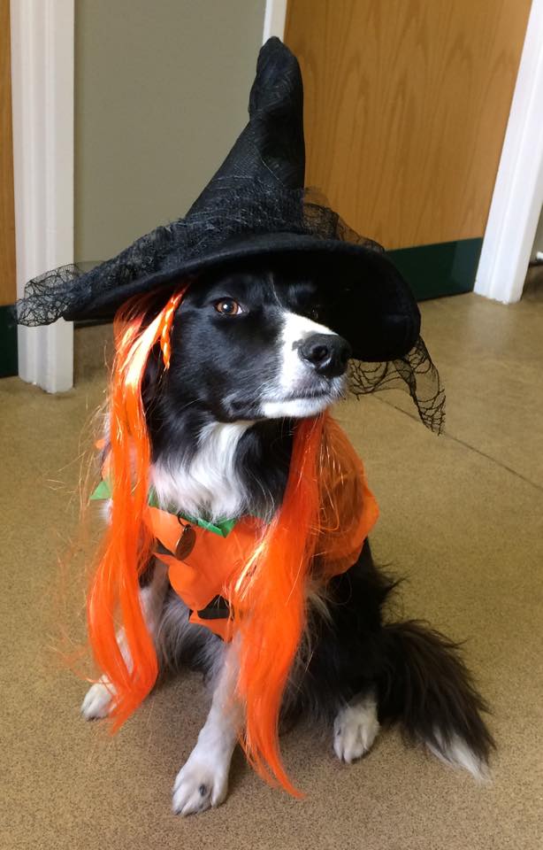 Halloween Pet Safety