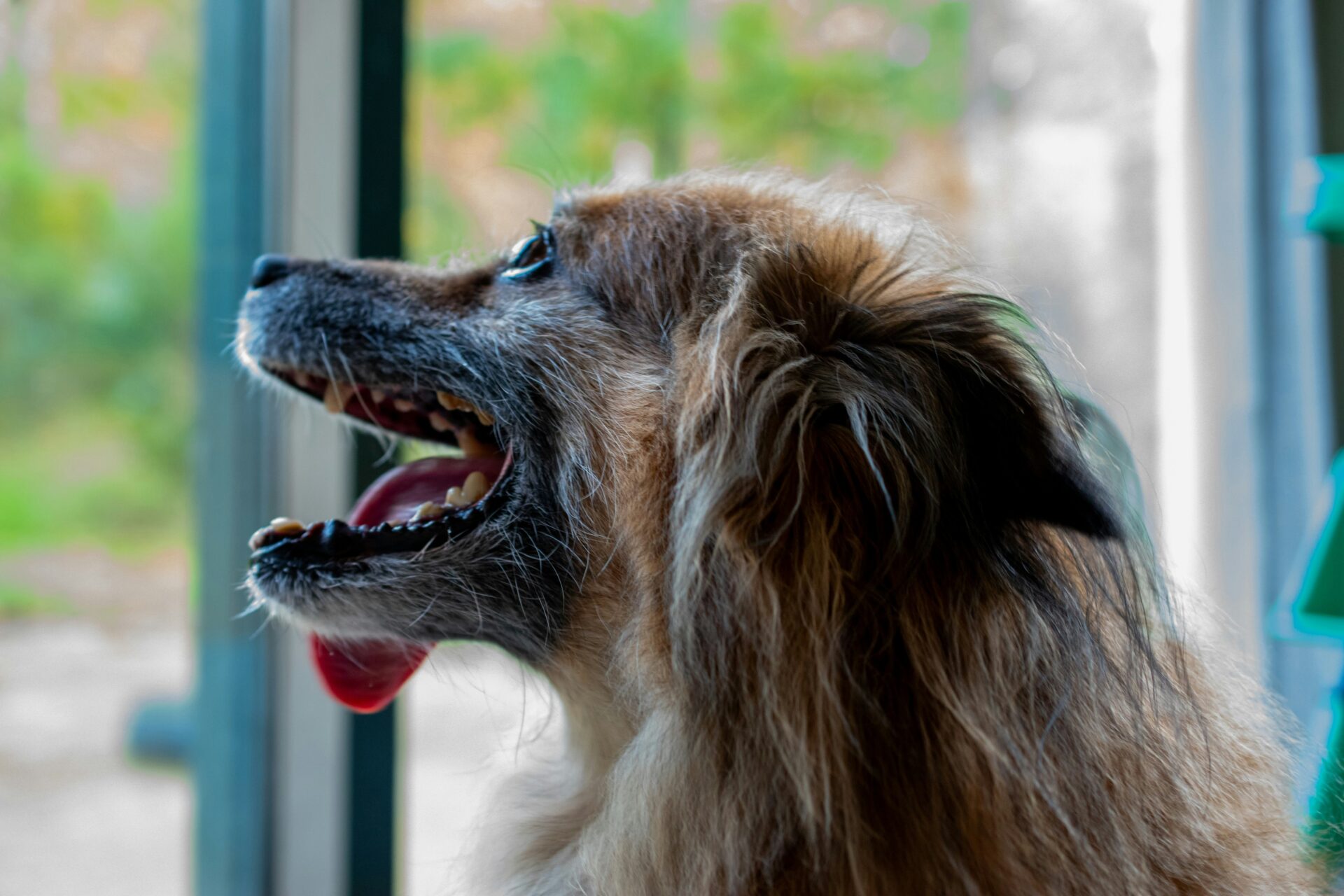 arthritis in dogs