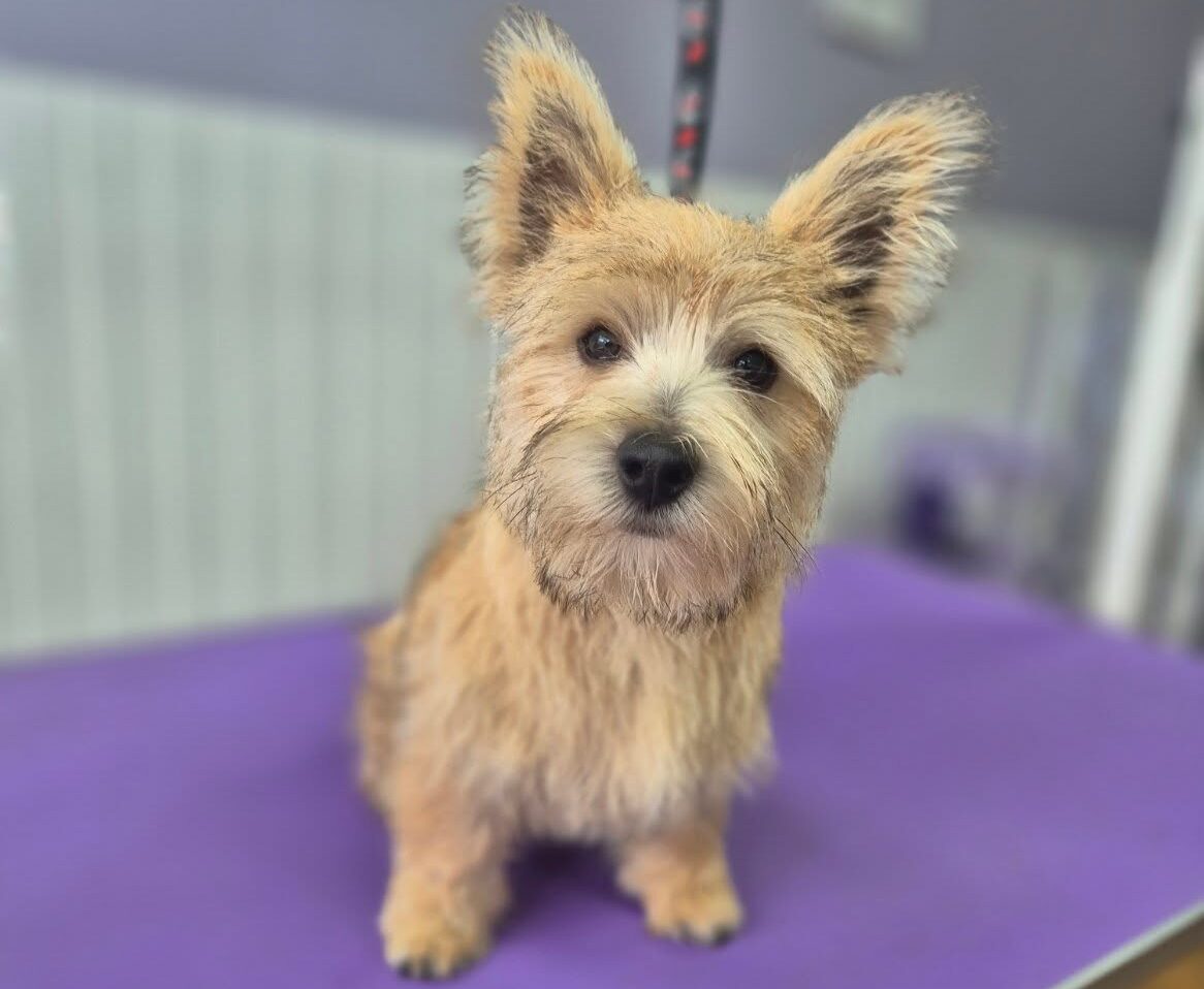 puppy groomer in hexham