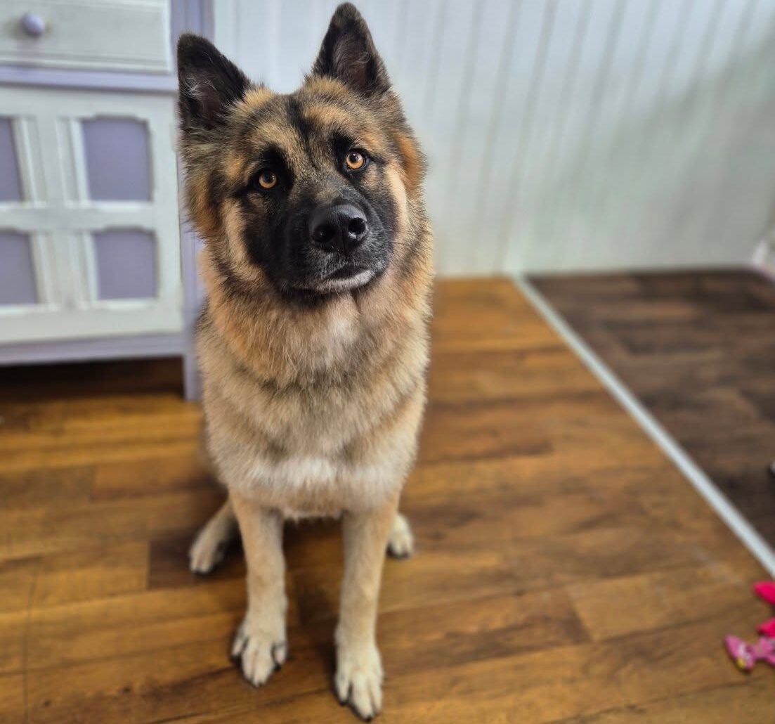 dog groomers in hexham