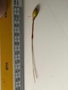 grass seed