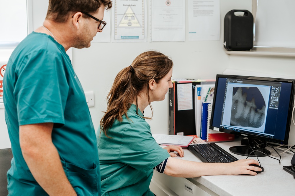 vet looking at x-rays