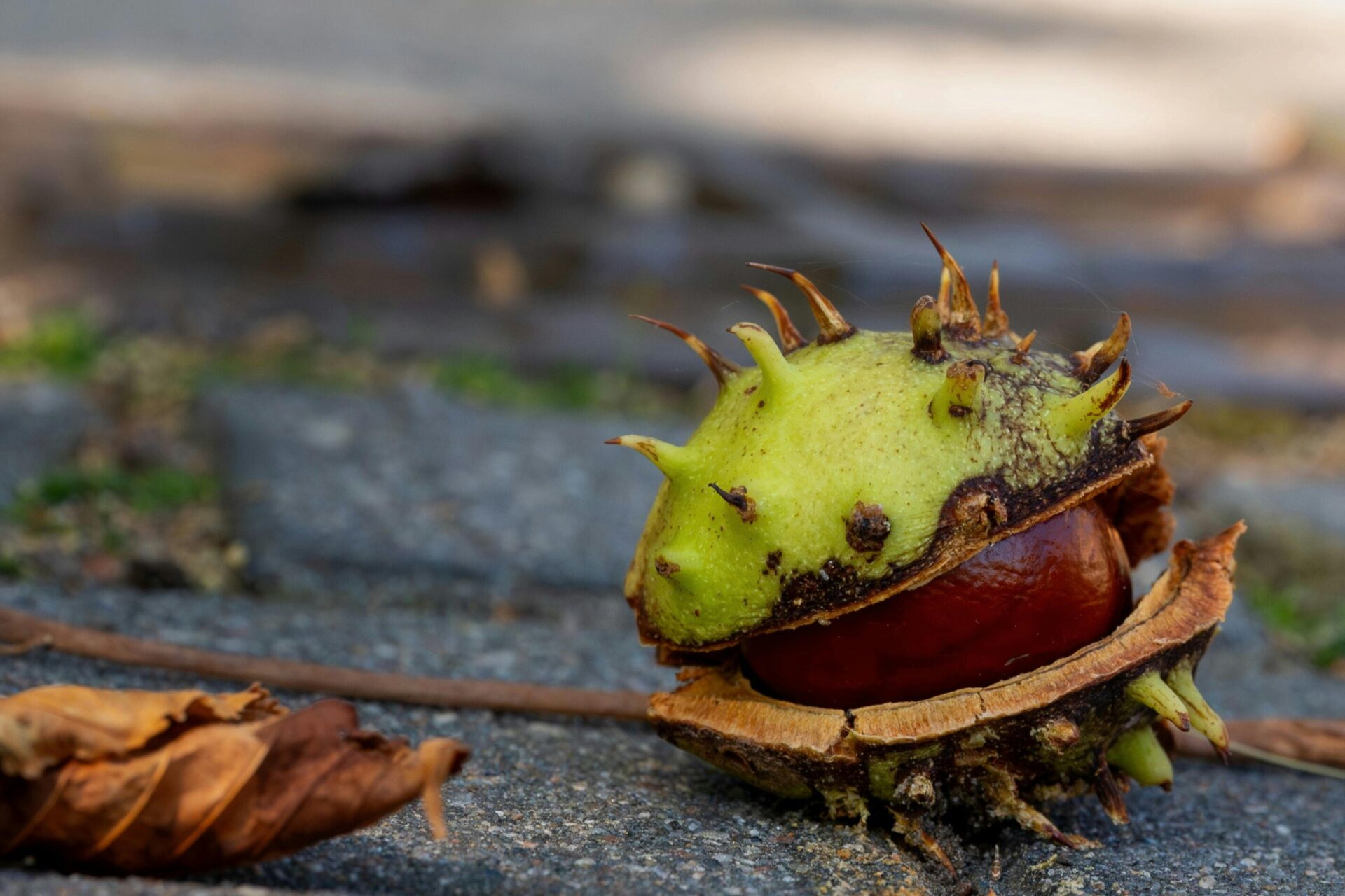 Conkers dogs