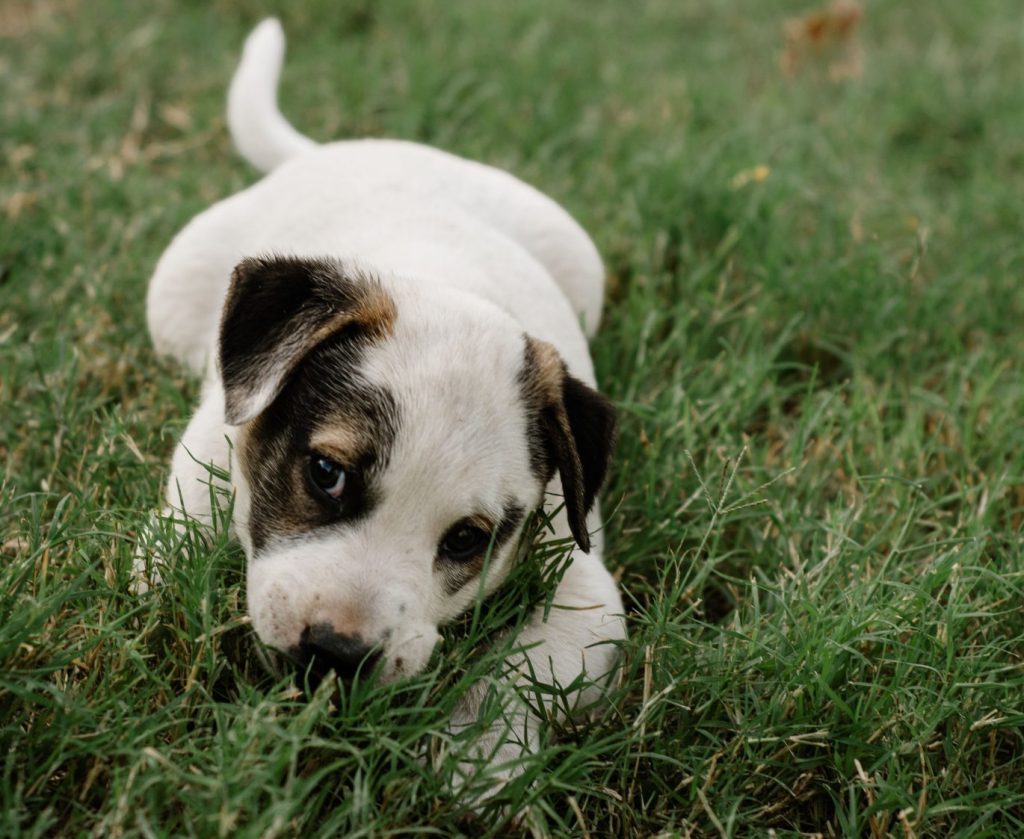 parvovirus in puppies