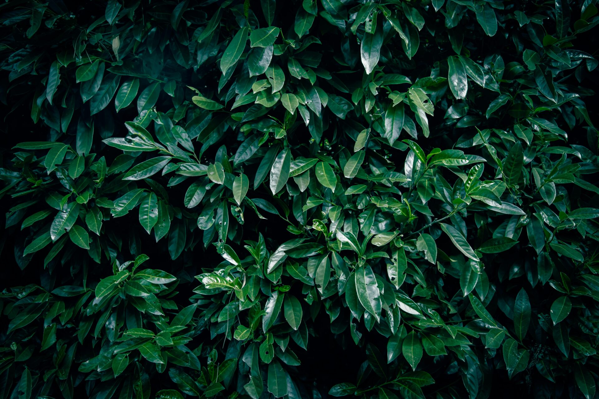 cherry laurel poison