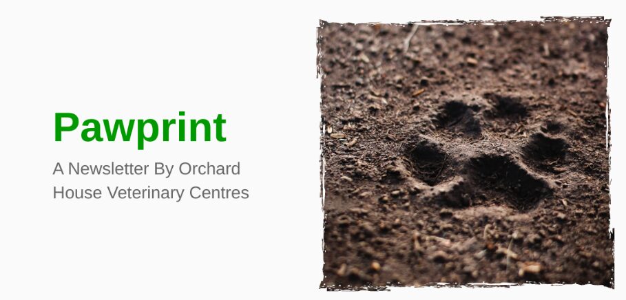 Featured image for “Orchard House Vets newsletter”16549:full16549:full