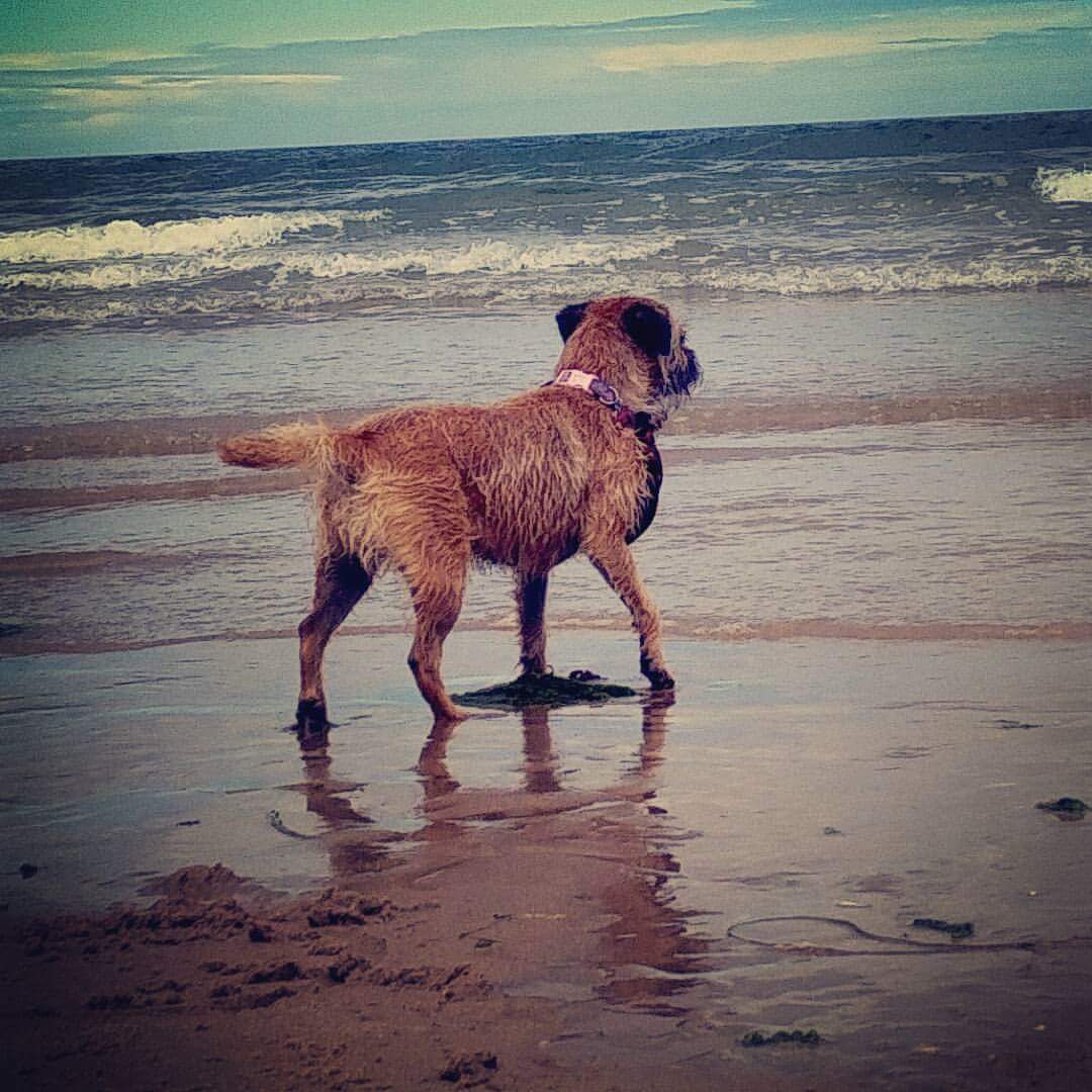 Border Terrier Pet Insurance